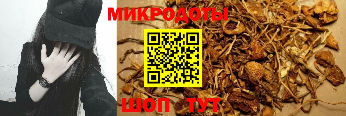 Галлюциногенные грибы Cubensis Пугачёв